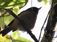 Diglossa baritula