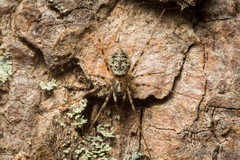 Drapetisca alteranda
