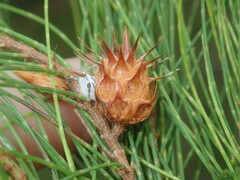 Cylindrococcus spiniferus