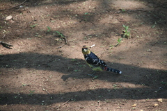 Trachyphonus vaillantii