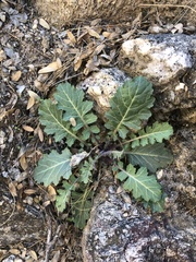 Dryopetalon runcinatum