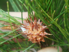 Cylindrococcus spiniferus