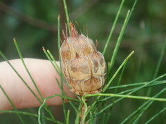 Cylindrococcus spiniferus