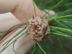 Cylindrococcus spiniferus