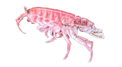 Traskorchestia traskiana