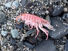 Traskorchestia traskiana