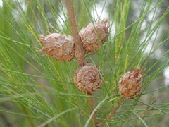 Cylindrococcus spiniferus