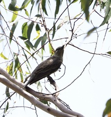 Edolisoma tenuirostre