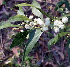 Acacia binervata