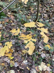 Carpinus betulus