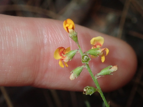 Image of Chorizema parviflorum by (c) Thomas Mesaglio, some rights reserved (CC BY)