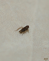 Deltocephalini