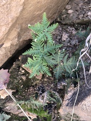 Notholaena standleyi