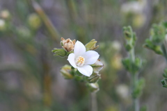 Cyanothamnus coerulescens
