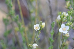 Cyanothamnus coerulescens