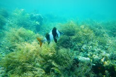 Pseudogoniistius nigripes