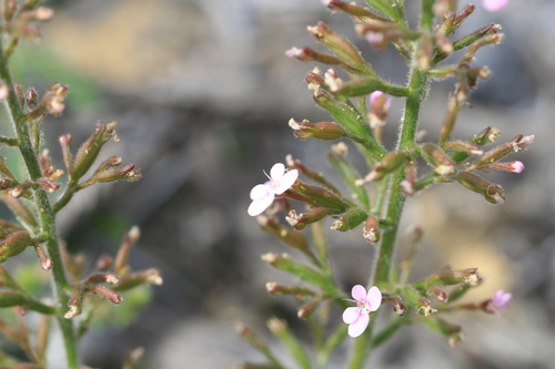 Stylidium elongatum (Stylidium elongatum)