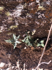 Notholaena standleyi