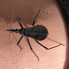 Dipetalogaster maximus