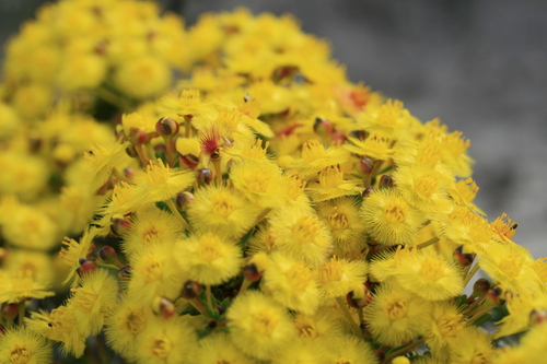 Image of Verticordia nobilis by (c) Benjamin Anderson, some rights reserved (CC BY)