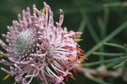 Image of Isopogon divergens by (c) Benjamin Anderson, some rights reserved (CC BY)