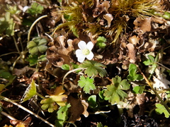 Geranium microphyllum