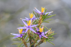 Calectasia