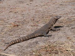 Varanus rosenbergi