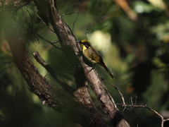Lichenostomus melanops