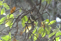 Empidonax hammondii