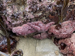 Pisaster ochraceus
