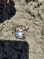 Mictyris longicarpus