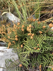 Gleichenia alpina
