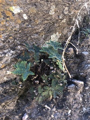 Notholaena standleyi