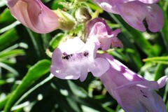 Penstemon lyallii