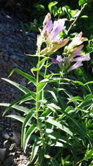 Penstemon lyallii