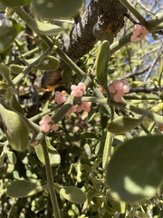 Phoradendron villosum