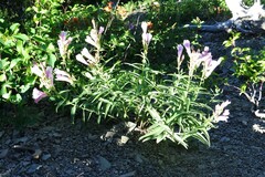 Penstemon lyallii