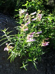 Penstemon lyallii