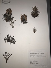 Pedicularis lanata