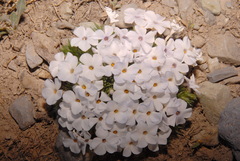 Phlox pulvinata