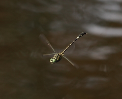 Antipodogomphus acolythus