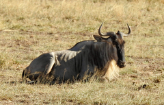 Connochaetes taurinus albojubatus