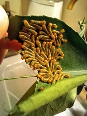 Heraclides rogeri pharnaces