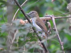 Attila spadiceus
