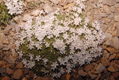 Phlox pulvinata