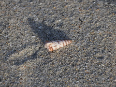 Cerithideopsis californica