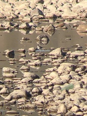 Charadriiformes