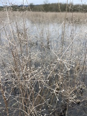 Alisma plantago-aquatica