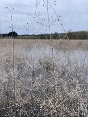 Alisma plantago-aquatica
